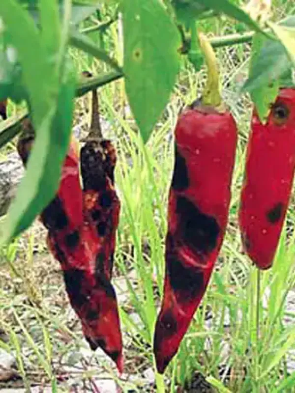 Pepper Anthracnose