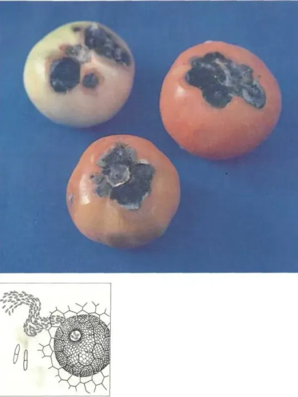 Diplodina blight