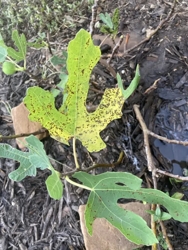 Курчавость листьев инжира