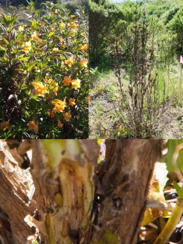 Potato late blight