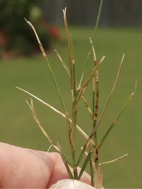Dollar spot