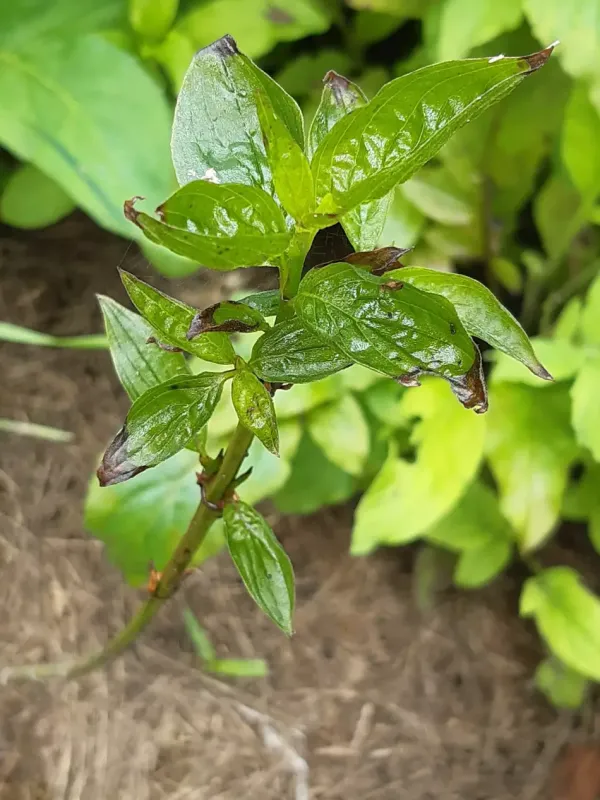 Phyllosticta leaf spot of Cornelian cherry