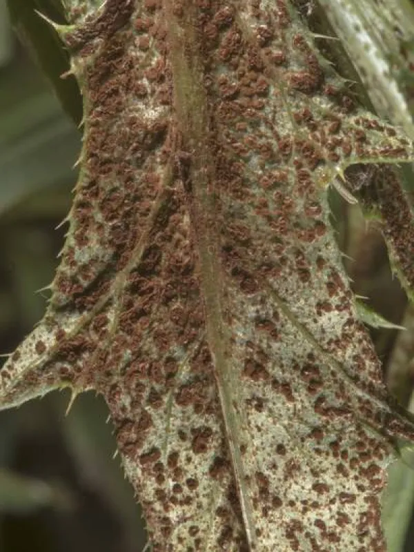 Thistle rust