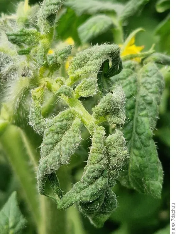Tomato leaf curl virus