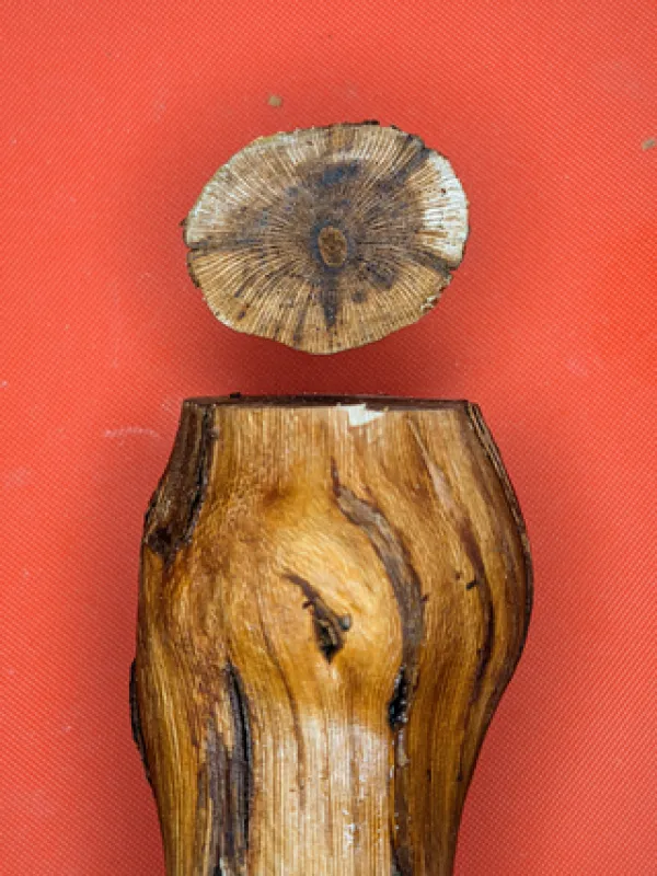 Cadophora luteo-olivacea