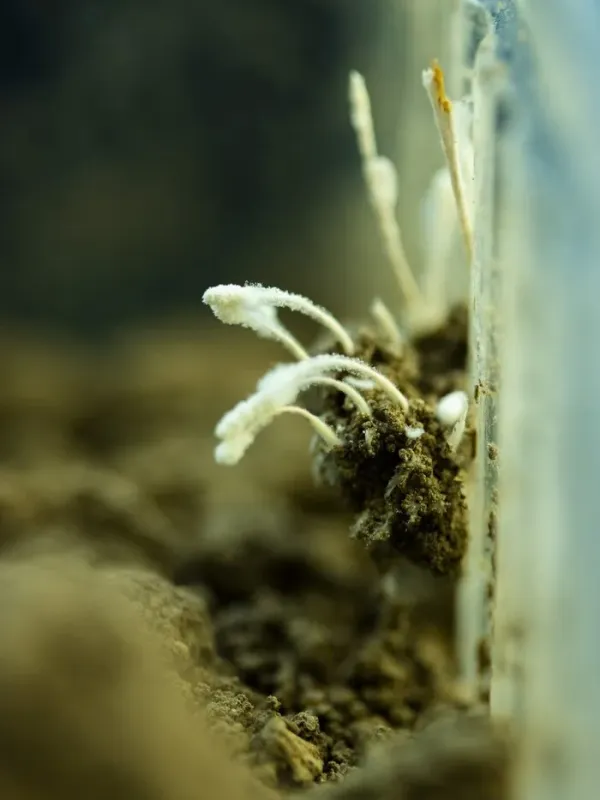Cordyceps farinosa