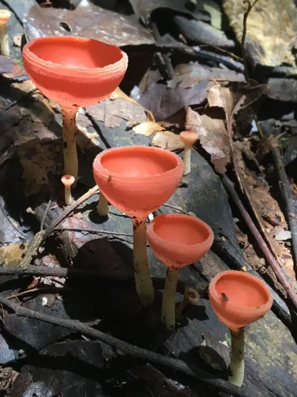 Кукина красивая