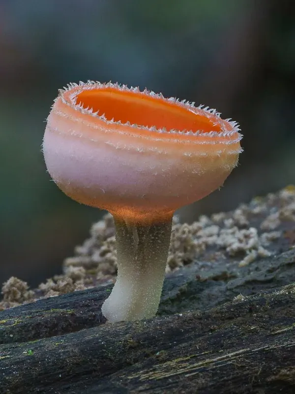 Кукина сульципес