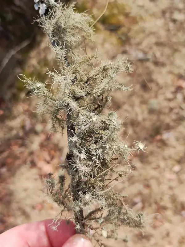 Usnea barbata