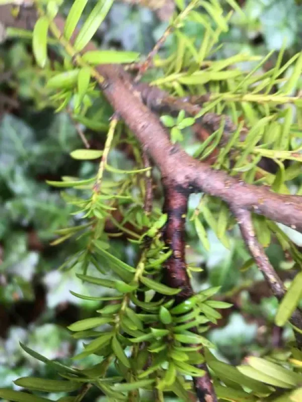 Cryptocline needle blight of yew