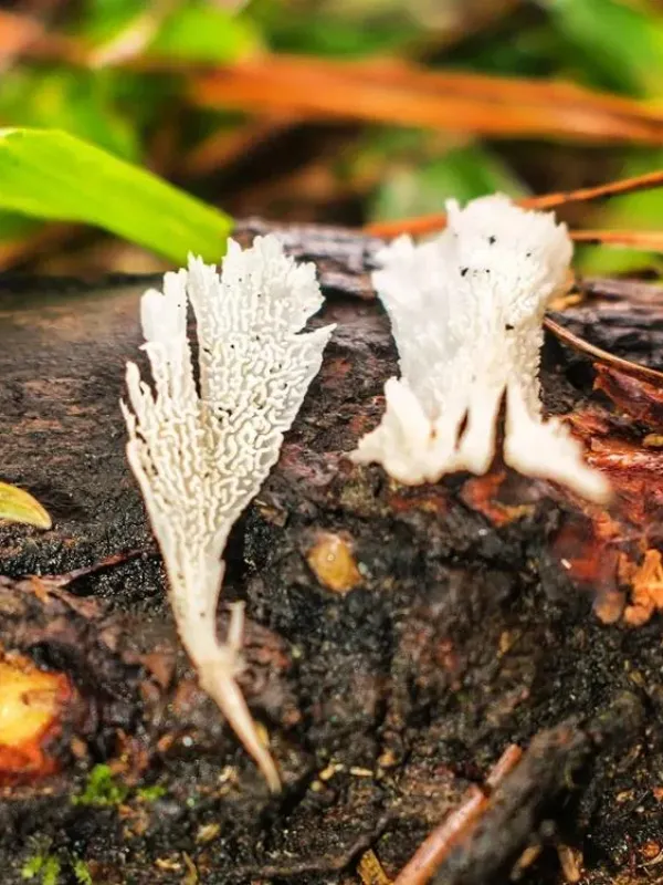 Irpex rosettiformis