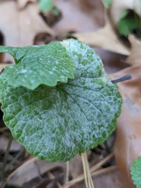 Alliaria powdery mildew