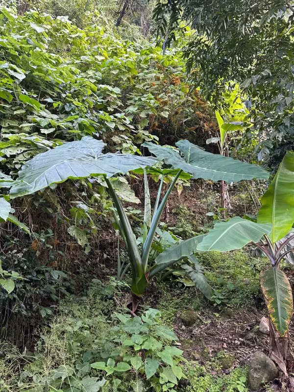 Xanthosoma robustum