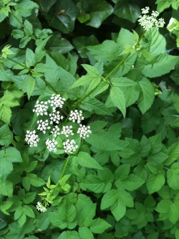 Ground elder