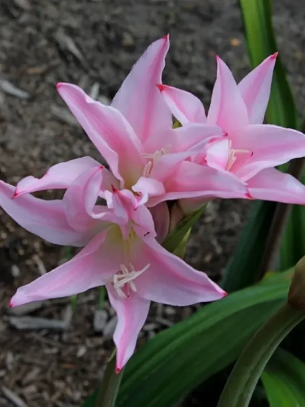 Amarcrinum