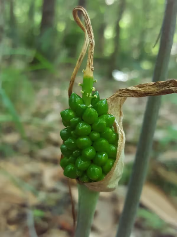 Arisaema