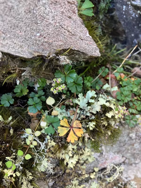 Azorella