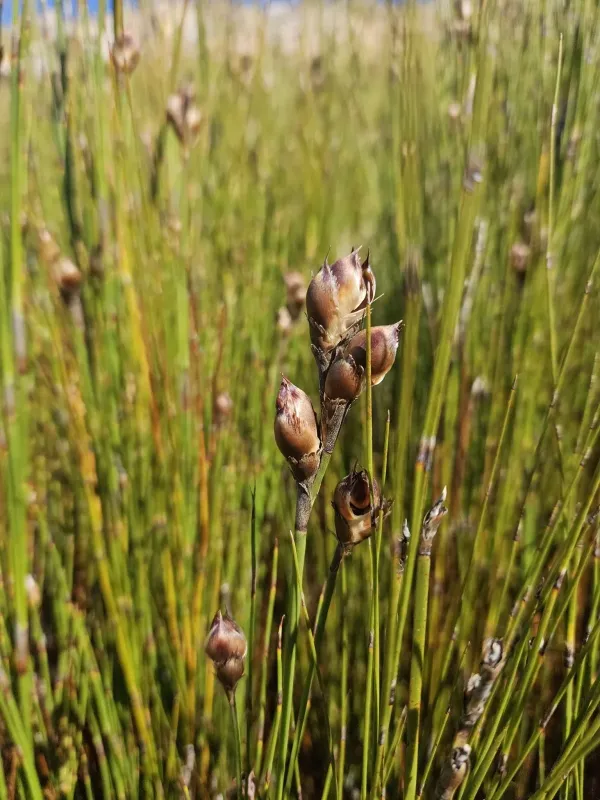 Cannomois virgata
