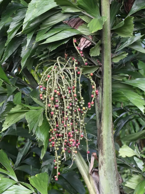 Caryota
