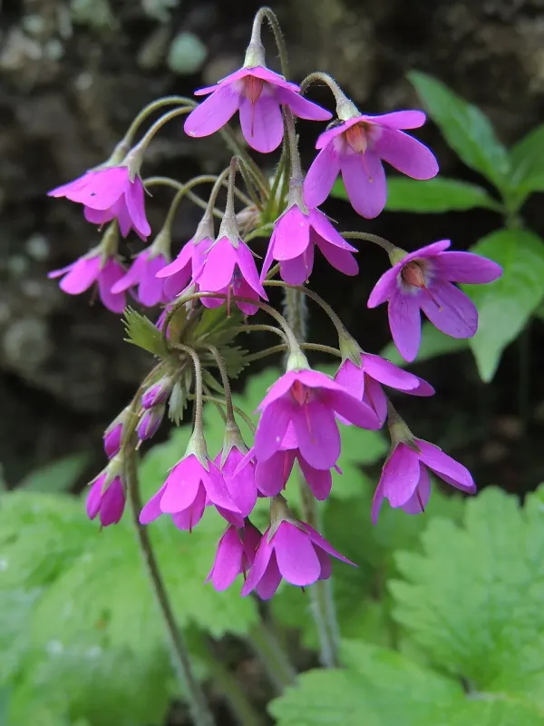 Cortusa