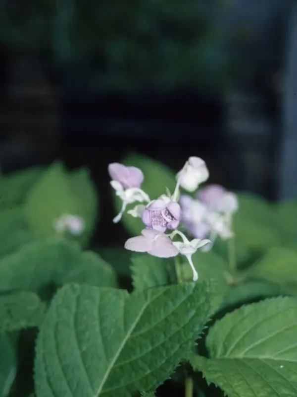 Deinanthe bifida