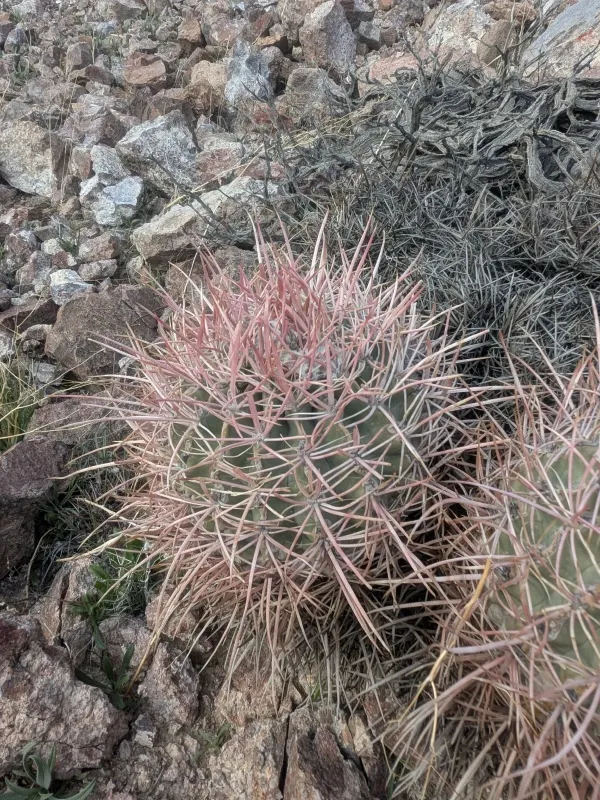 Echinocactus
