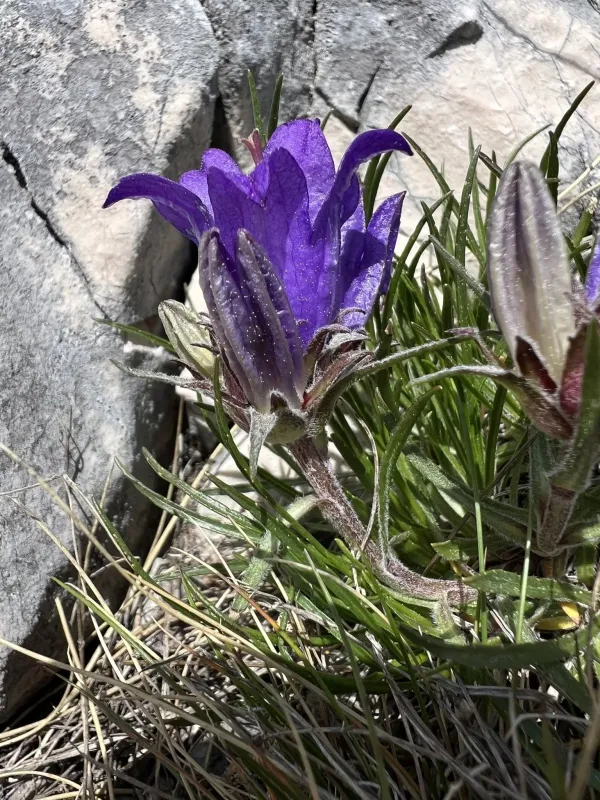 Edraianthus graminifolius