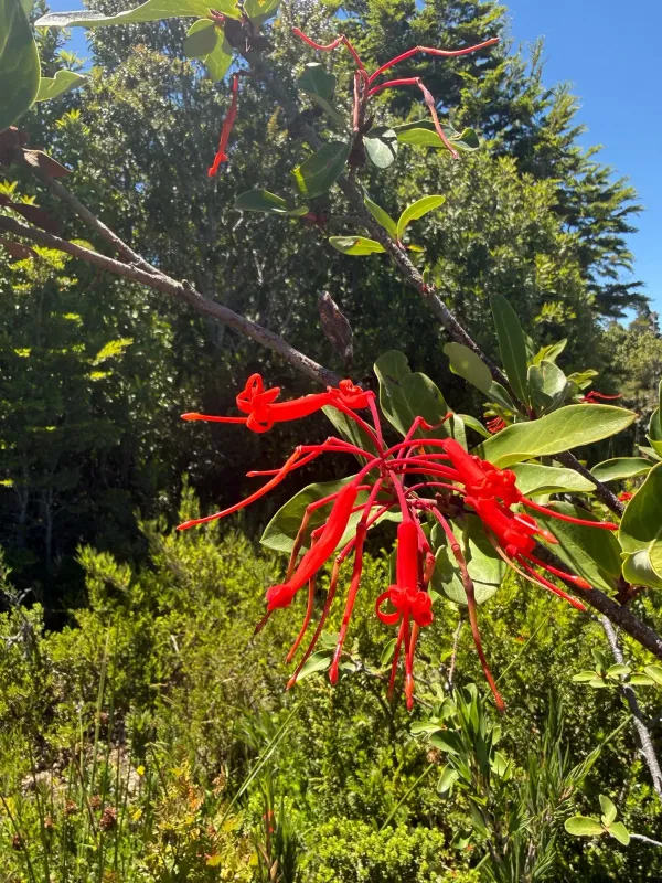 Embothrium