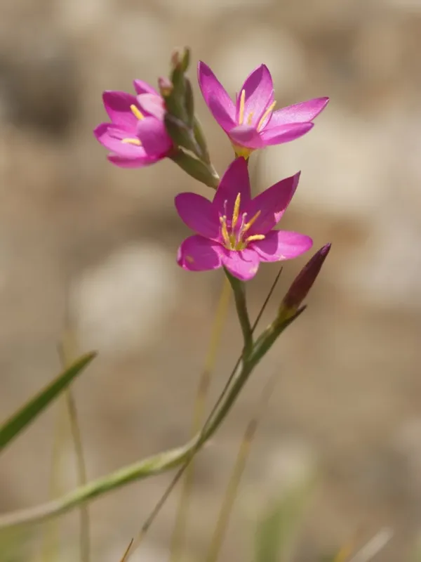 Hesperantha
