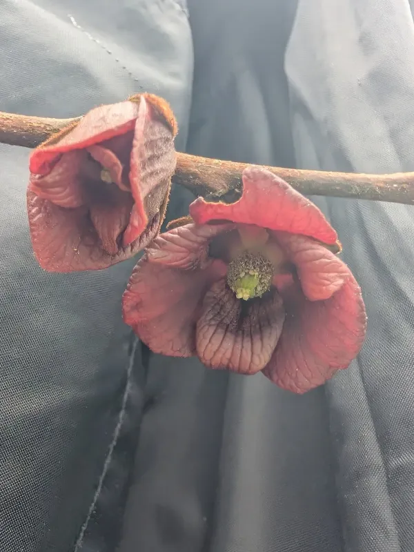 Pawpaw