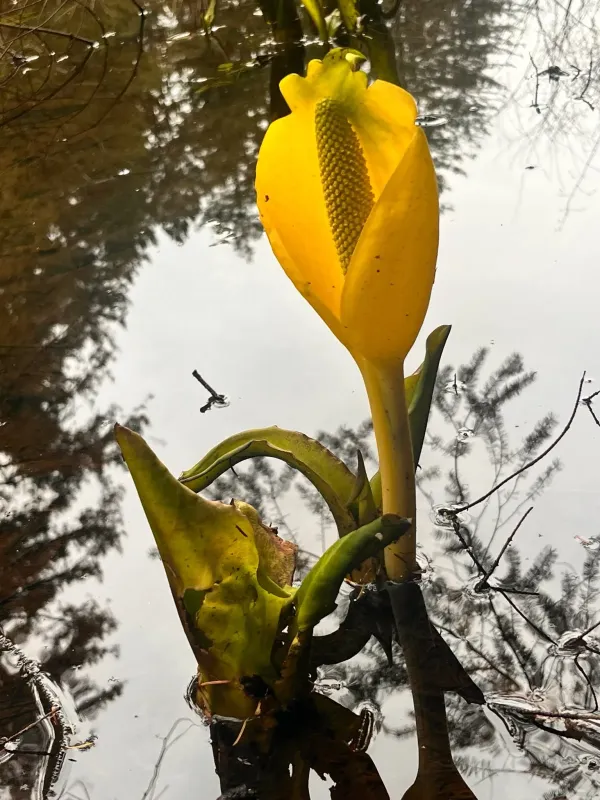 Western skunk cabbage