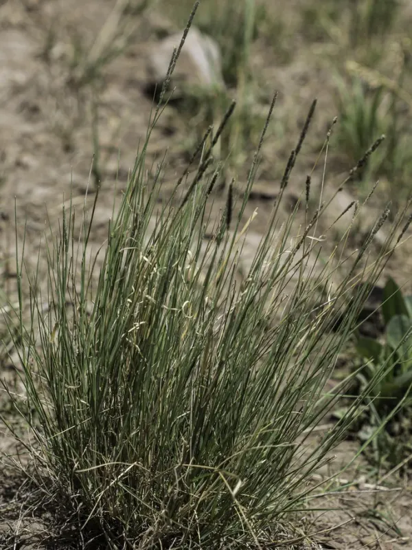 Muhlenbergia
