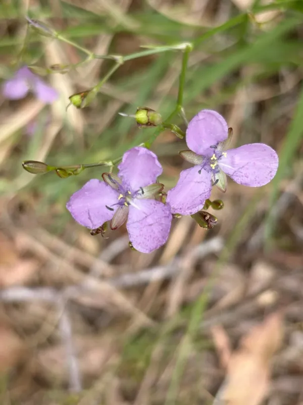 Murdannia