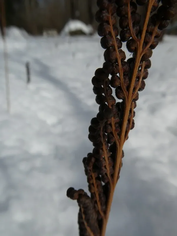 Ostrich fern