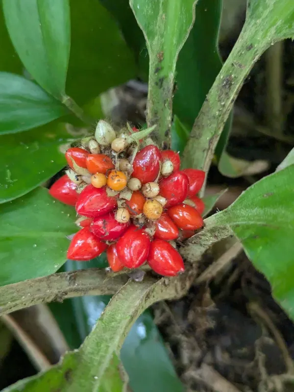 Palisota