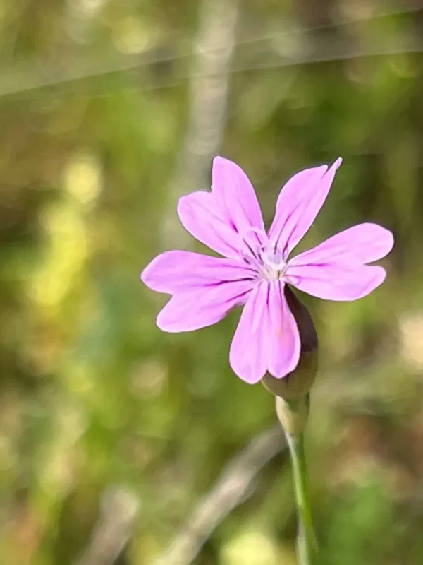 Petrorhagia