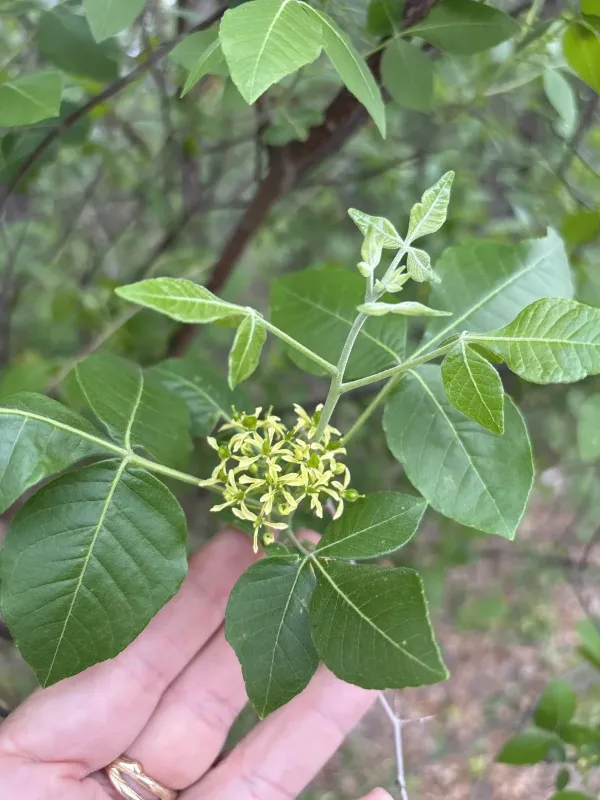 Птелея