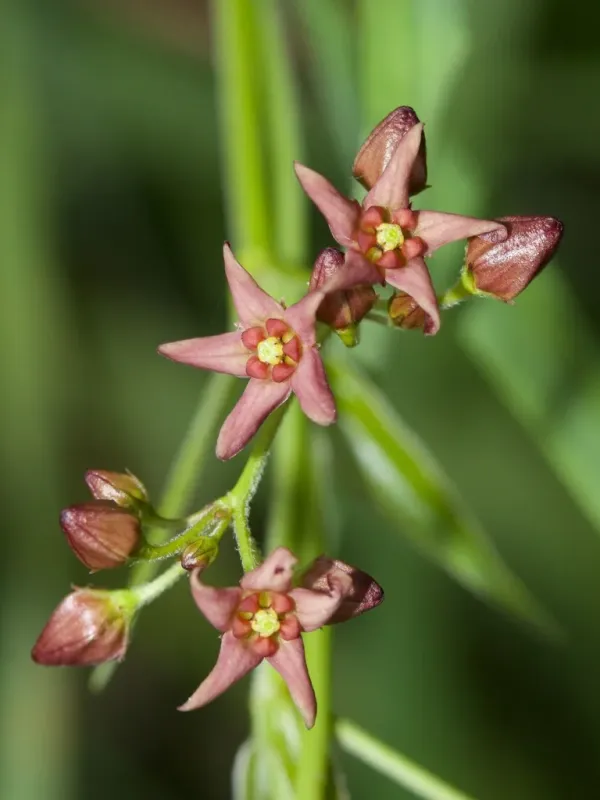 Swallow-wort