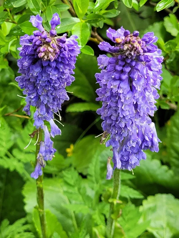 Wulfenia