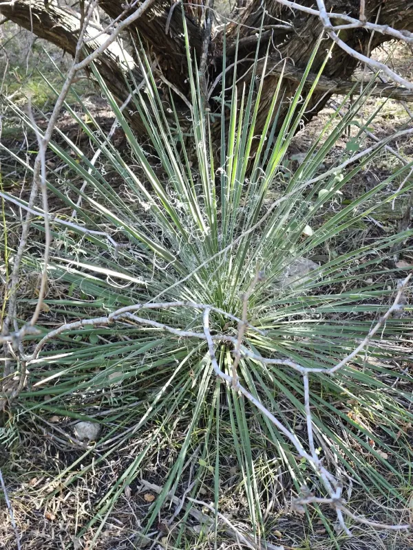Samuela