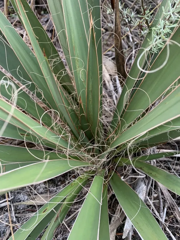 Filamentous x Pale Yucca
