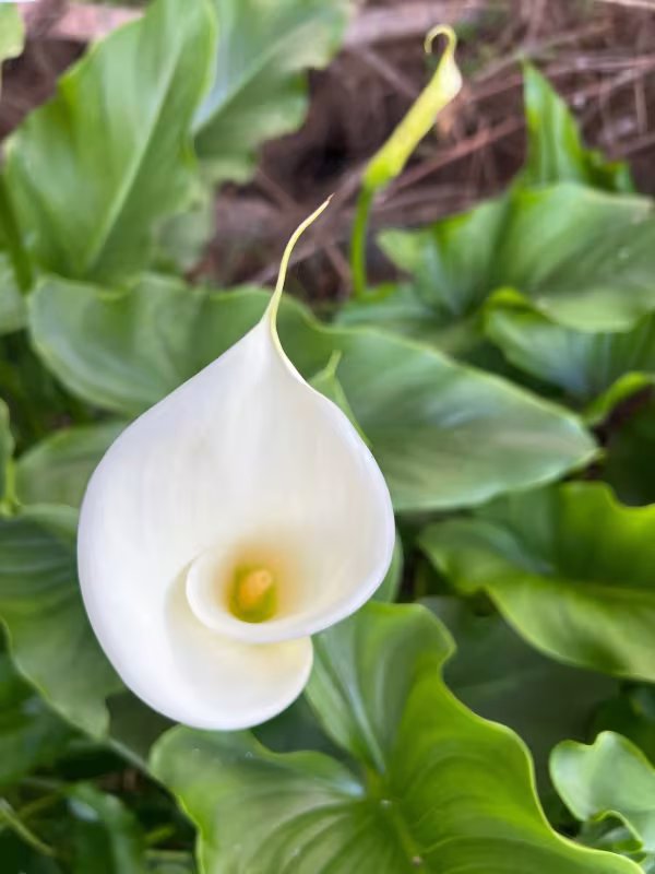 Zantedeschia aethiopica