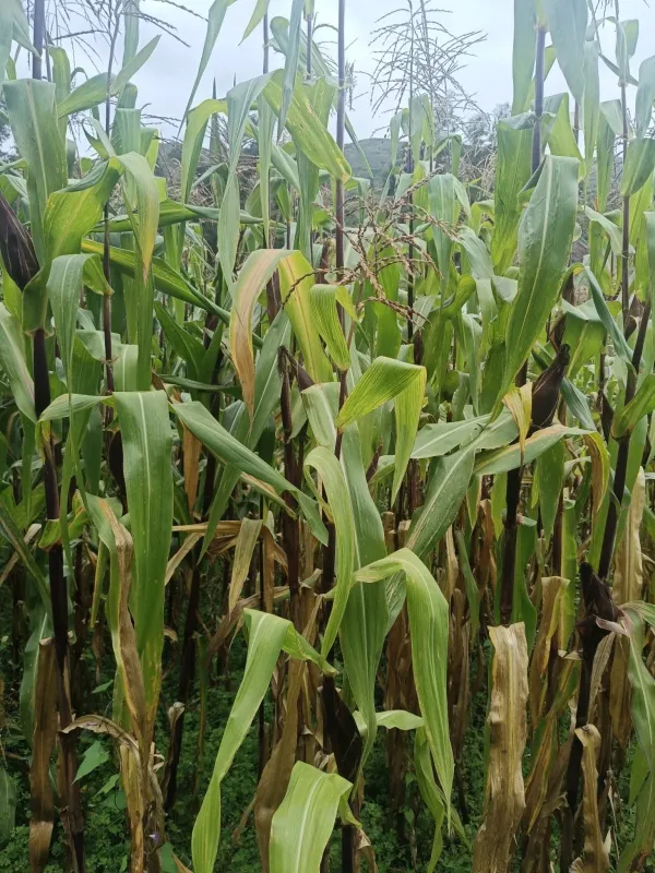 Sweet corn
