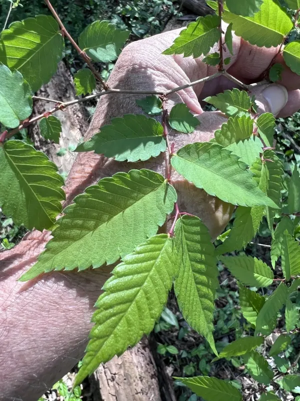 Japanese Zelkova