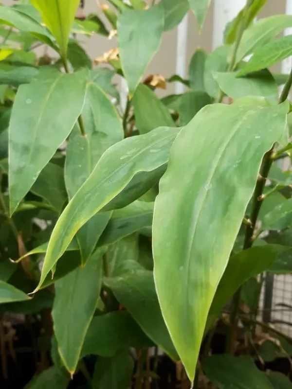 Zingiber montanum