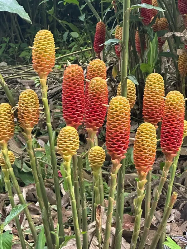 Zingiber spectabile