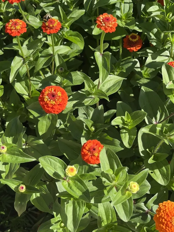 Zinnia marylandica