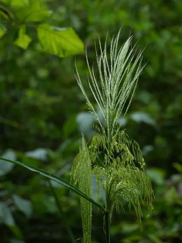 Wild rice