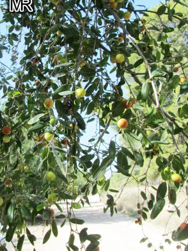 Christ's thorn jujube