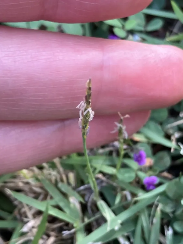 Zoysia matrella